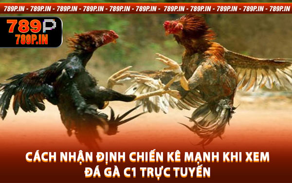 Cách Nhận Định Chiến Kê Mạnh Khi Xem Đá Gà C1 Trực Tuyến