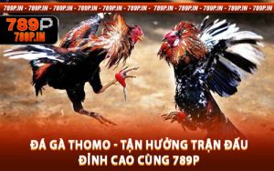 Đá Gà Thomo - Tận Hưởng Trận Đấu Đỉnh Cao Cùng 789P