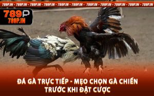Đá Gà Trực Tiếp - Mẹo Chọn Gà Chiến Trước Khi Đặt Cược