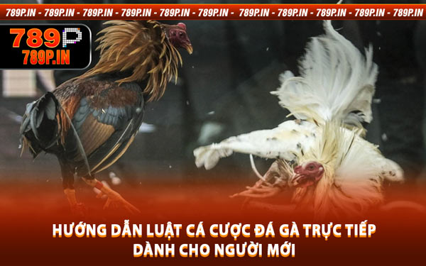 Hướng Dẫn Luật Cá Cược Đá Gà Trực Tiếp Dành Cho Người Mới