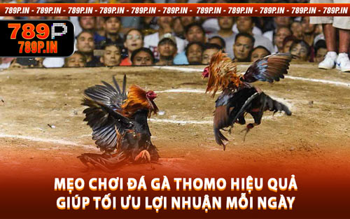 Mẹo Chơi Đá Gà Thomo Hiệu Quả Giúp Tối Ưu Lợi Nhuận Mỗi Ngày