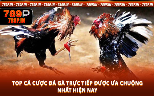 Top Cá Cược Đá Gà Trực Tiếp Được Ưa Chuộng Nhất Hiện Nay